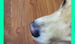 狗子与我吃瓜视频,一场欢乐的吃瓜盛宴