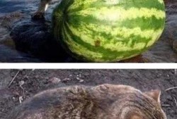 喵酱吃瓜群,揭秘娱乐圈幕后故事