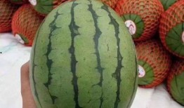 吃瓜泡泡又困了