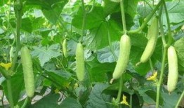 玉瓜可以过年吃吗吗,传统美食过大年的必备佳品