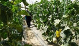 魏县的吃瓜视频