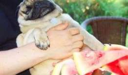 神秘狗吃瓜,揭秘宠物界的神秘现象