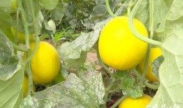 6月吃瓜好去处,6月必去的吃瓜胜地大盘点