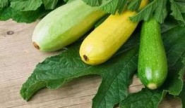 痛风可以吃洋瓜么,痛风患者可适量食用洋瓜