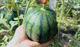 粤港瓜王吃瓜,一场吃瓜盛宴的巅峰对决