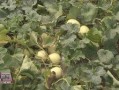 蒲芦瓜怎么吃,探索美味与健康的完美融合