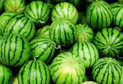 吃瓜沧州职业,职业吃瓜者的日常与传奇