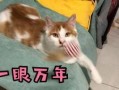 吃瓜少女吃猫粮狗粮