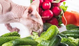 猫吃鲜瓜,探索猫儿美食新天地