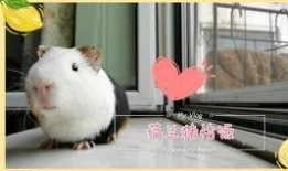 豚鼠可以吃白瓜