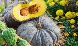 吃头孢可以吃烧瓜吗,安全饮食搭配指南