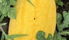 旅游吃蜜瓜的女孩,甜蜜女孩的夏日食光印象