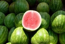 吃瓜会说话的西瓜,揭秘“吃瓜群众”背后的西瓜奥秘