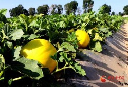 上车吃蜜瓜寓意,上车吃蜜瓜，寓意美好旅程