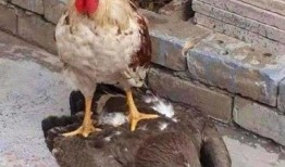 大鹅吃瓜酱,揭秘美食界的跨界新宠