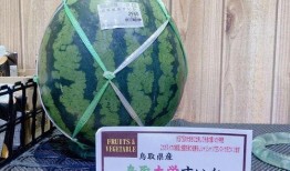 众华夏神仙吃瓜,共赏人间吃瓜盛况