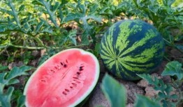 杜克吃瓜,揭秘娱乐圈的“瓜田”趣事