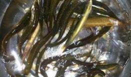 线瓜可以和泥鳅一起吃吗,健康美味两不误