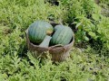田里吃瓜,夏日田里吃瓜的悠闲时光