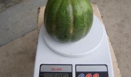 紫绿瓜怎么吃,探索健康美味的新选择