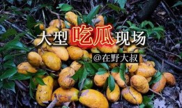 山野户外吃瓜,吃瓜乐趣无限