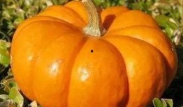 搬个瓜吃,搬个瓜吃，一网打尽明星幕后故事