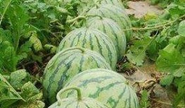 花落时节吃瓜,品味春日里的甜蜜时光