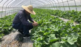 吃瓜群众老奶,揭秘娱乐圈那些不为人知的幕后故事