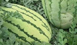 临夏吃瓜怎么爆料,揭秘爆料背后的真相