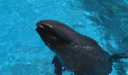 瓜头鲸吃虎鲸,海洋霸主间的神秘对决