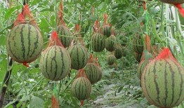 吃瓜买瓜新鲜的,吃瓜买瓜，新鲜体验一网打尽