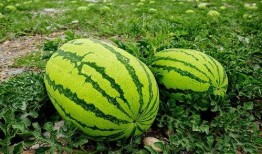 夏天在家吃瓜,家常瓜果盛宴