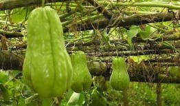 农村吃瓜的的视频,欢乐时光里的乡村生活剪影