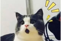 吃瓜群众迫不及待