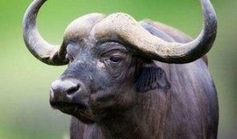 梦见水牛吃羊瓜青苗,水牛与羊瓜青苗的神秘邂逅