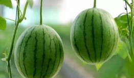 田小野莫西吃瓜,揭秘娱乐圈背后的秘密