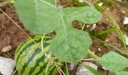 来来来 吃瓜吃瓜,一起吃瓜吃瓜，揭秘娱乐圈新鲜事