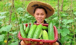 爆炸瓜多久成熟可以吃,何时享用最佳口感