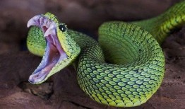 梦见蛇吃大瓜,蛇吞大瓜的神秘寓意解析