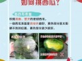 夏日吃瓜新姿势