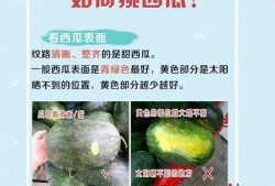夏日吃瓜新姿势