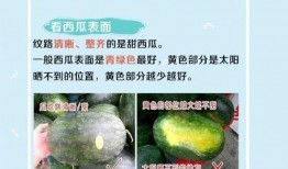 夏日吃瓜新姿势