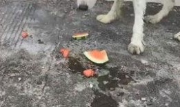 冬狗吃瓜,揭秘冬日里的趣味生活瞬间