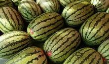 校瓜吃瓜,揭秘那些吃瓜群众的秘密生活