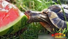 中国动物也吃瓜,揭秘中国动物们的“美食”世界