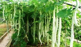 羊吃蛇瓜,探寻羊吃蛇瓜的神秘传说