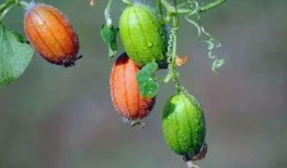 吃黄王瓜,探寻黄王瓜的独特风味与养生之道