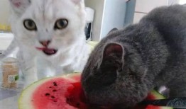 吃蓝瓜的猫,揭秘猫咪的独特饮食习惯