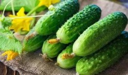 减肥可以吃胶瓜么,减肥期间的理想食品选择