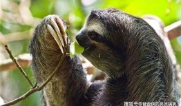 带你吃瓜奇葩动物2,揭秘带你吃瓜奇葩动物2中的神秘生物